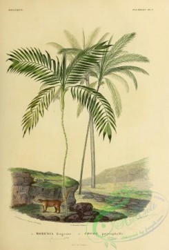 coconut-00010 - morenia fragrans, cocos pityrophylla