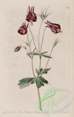 columbine-00083 - 922-aquilegia atro-purpurea, Purple-flowered Columbine