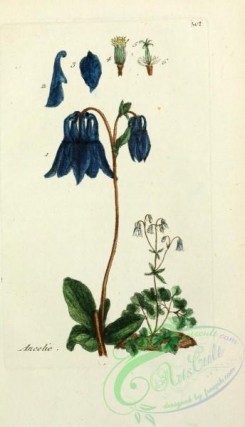 columbine-00105 - aquilegia vulgaris