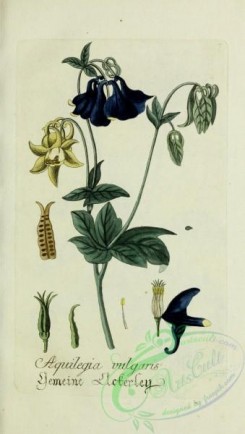 columbine-00125 - aquilegia vulgaris
