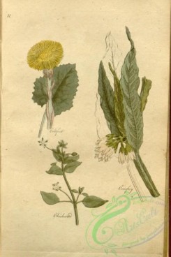 comfrey-00014 - Coltsfoot, Comfrey, Chickweed