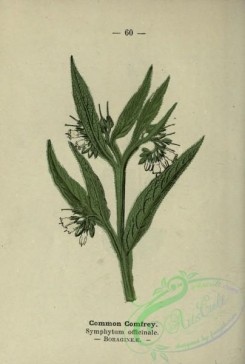 comfrey-00025 - Common Comfrey - symphytum officinalis