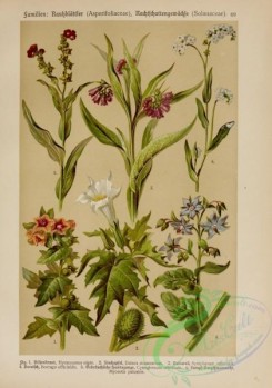 comfrey-00030 - hyoscyamus niger, datura stramonium, symphytum officinale, borrago officinalis, cynoglossum officinale, myosotis palustris
