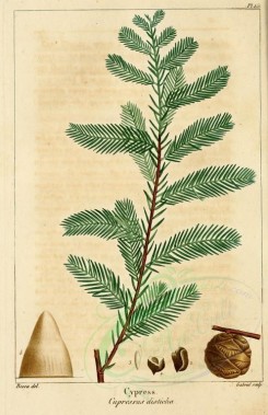 cones-00010 - Cypress (taxodium distichum) [2216x3431]