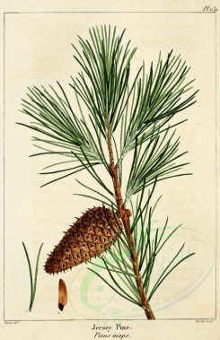 cones-00013 - Jersey Pine (pinus virginiana) [2216x3431]