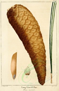 cones-00015 - Long Leaved Pine (pinus palustris) [2216x3431]