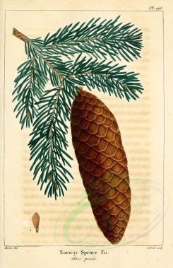 cones-00016 - Norway Spruce Fir (picea abies) [2216x3431]