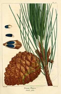 cones-00020 - Stone Pine (pinus pinea) [2216x3431]