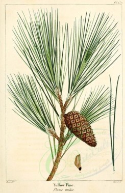cones-00025 - Yellow Pine (pinus echinata) [2216x3431]