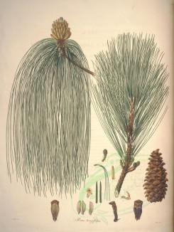 cones-00131 - pinus longifolia (L), 2 [5408x7188]