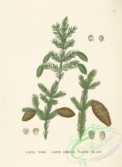 cones-00178 - picea mariana, tsuga canadensis [3694x5056]
