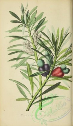 cones-00200 - podocarpus macrophylla maki [2507x4270]