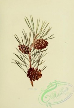 cones-00214 - Scotch Pine, pinus sylvestris [1914x2763]
