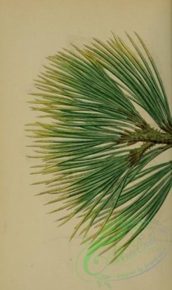 cones-00215 - Cluster Pine, pinus pinaster, 1 [2225x3740]