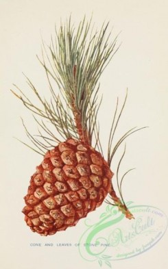 cones-00225 - Stone Pine cone and leaves [1678x2688]