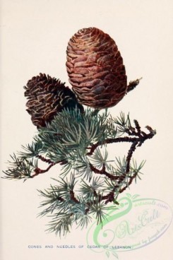 cones-00226 - Cedar of Lebanon cones and needles [1745x2618]