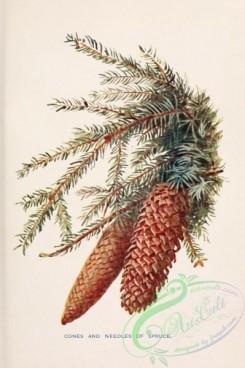 cones-00230 - Spruce cones and needles [1745x2618]