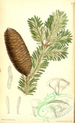 cones-00321 - 7114-abies brachyphylla [2090x3418]