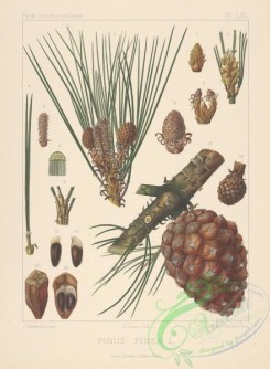 cones-00422 - pinus pinea