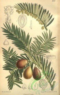 conifer-00005 - 8285-cephalotaxus drupacea [2193x3480]