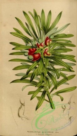 conifer-00006 - podocarpus neriifolia [2127x3775]