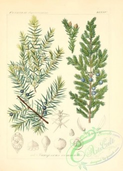 conifer-00035 - juniperus communis [2145x2986]