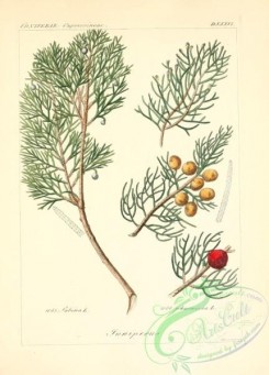 conifer-00037 - juniperus sabina, juniperus phoenicea [2145x2986]