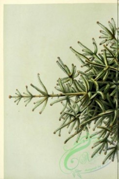 conifer-00040 - abies pinsapo, 1 [1787x2690]