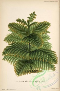 conifer-00074 - araucaria mulleri [3952x5979]