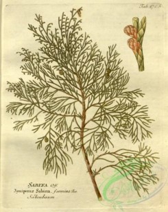 conifer-00083 - juniperus sabina, 2 [2587x3267]