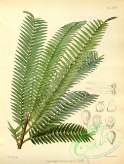 conifer-00085 - podocarpus vitiensis [2572x3395]