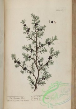 conifer-00090 - Juniper Tree, juniperus [3512x5051]