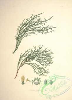 conifer-00094 - dacrydium cupressinum [4680x6526]