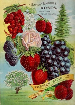 conifer-00137 - 038-Currant, Raspberry, Strawberry, Grapes, Tree, Fir, Rose [2552x3546]