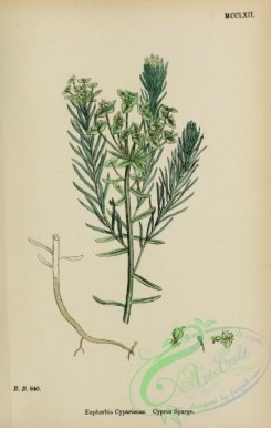 conifer-00148 - Cyprus Spurge, euphorbia cyparissias [1725x2716]