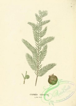 conifer-00159 - taxodium disticha [3634x5044]