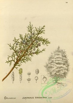 conifer-00183 - juniperus virginiana [2785x3927]