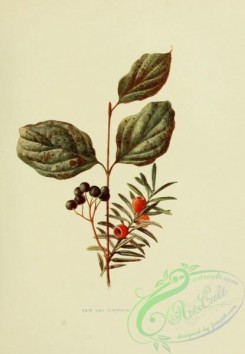 conifer-00186 - Yew, taxus baccata, Dogwood, cornus sanguinea [1914x2763]