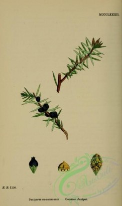 conifer-00188 - Common Juniper, juniperus eu-communis [2225x3740]