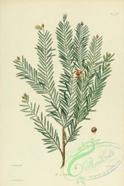 conifer-00191 - taxus baccata [2135x3176]