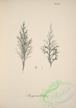 conifer-00195 - juniperus sabina [4564x6486]