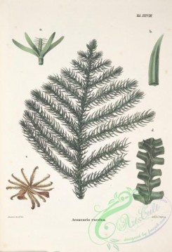 conifer-00237 - araucaria excelsa [3654x5346]
