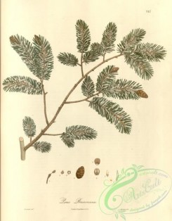 conifer-00246 - pinus brunoniana [3927x5027]