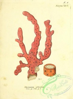 corals-00001 - 001-alcyonium arboreum