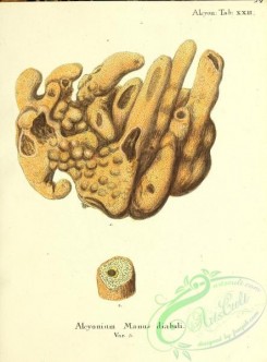 corals-00024 - 024-alcyonium manus diaboli