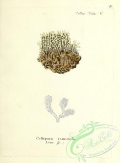 corals-00042 - 042-cellepora ramulosa