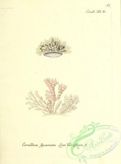 corals-00052 - 052-corallina squamata officinalis