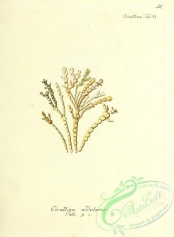 corals-00054 - 054-corallina nodularis