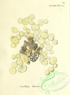 corals-00059 - 059-corallina discoidea