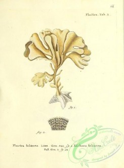 corals-00061 - 061-flustra foliacea, eschara foliacea